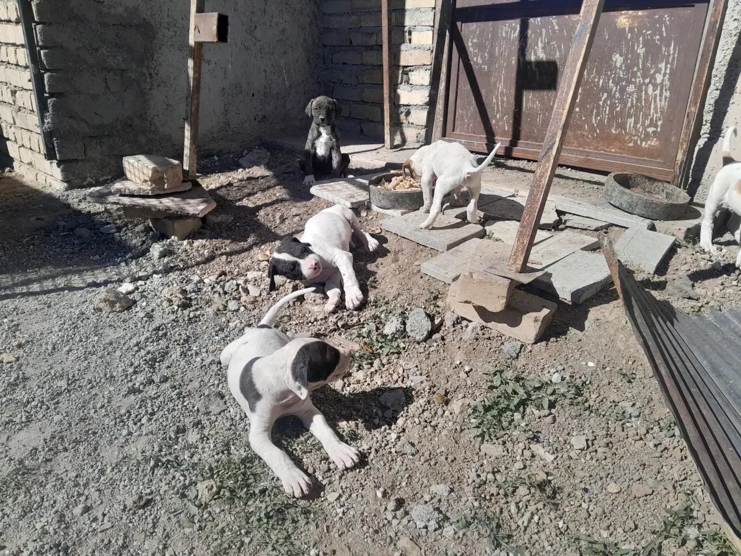 توله سگ بولی|سگ|خلخال, |دیوار