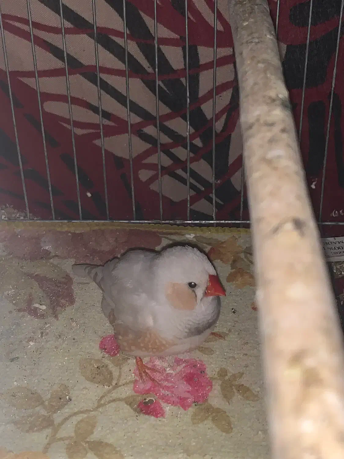 دو عدد مرغ عشق و دو عدد فنچ|پرنده|نکا, |دیوار