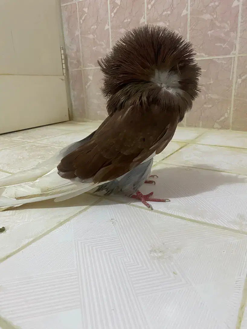 کبوتر شامپیون|پرنده|بهشهر, |دیوار