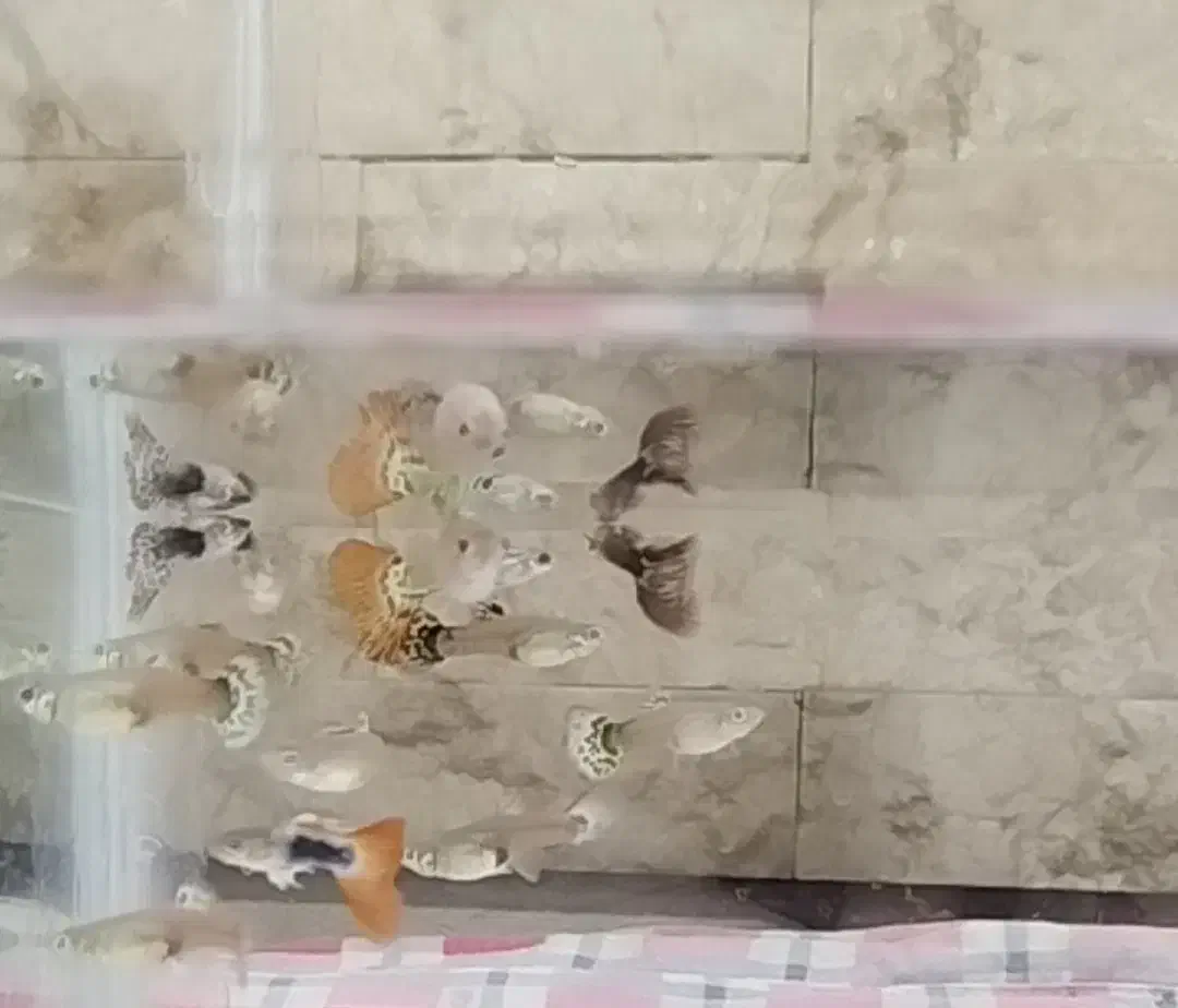 ماهی گوپی|ماهی|آبادان, |دیوار