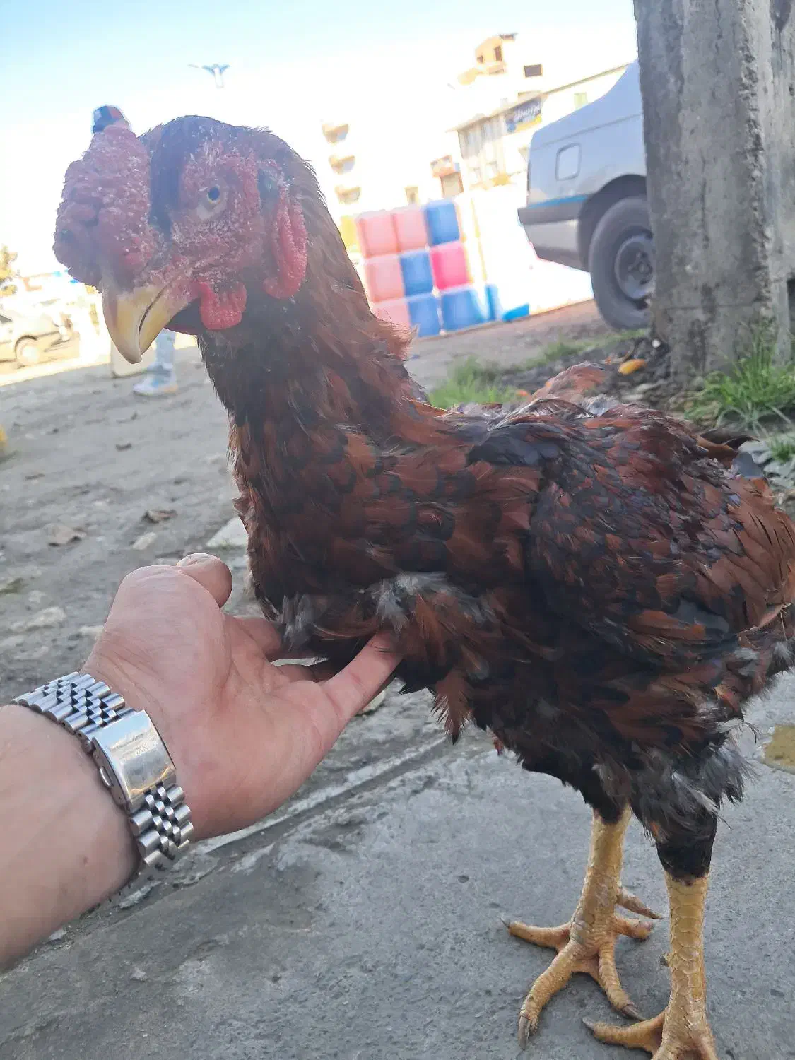 خروس لاری تاج مهر|حیوانات مزرعه|بابل, |دیوار