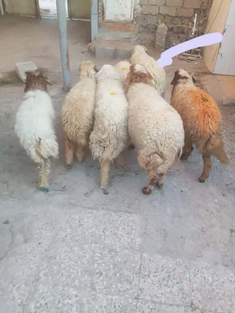 باسلام خدمته شماه گوسفند|حیوانات مزرعه|اهواز, گلدشت|دیوار