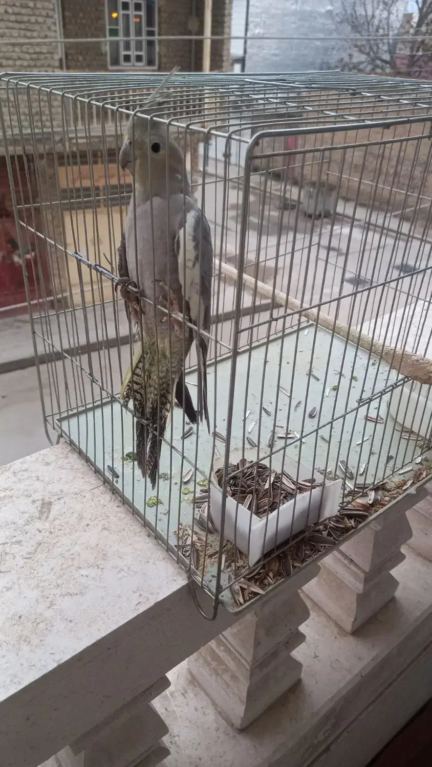 طوطی|پرنده|کلاله, |دیوار