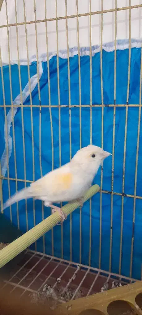 قناری نر|پرنده|خرمشهر, |دیوار