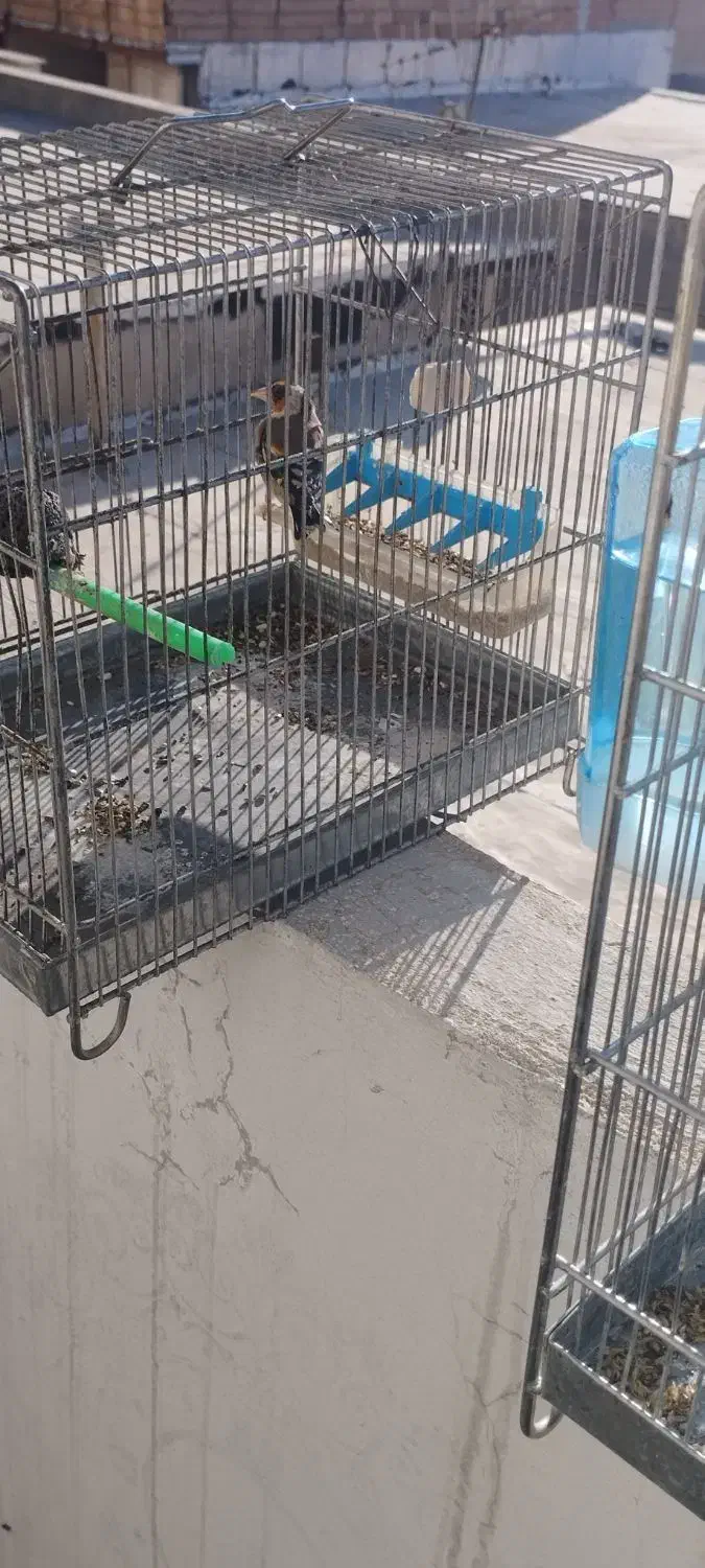 جوجه سهره|پرنده|ایلام, |دیوار