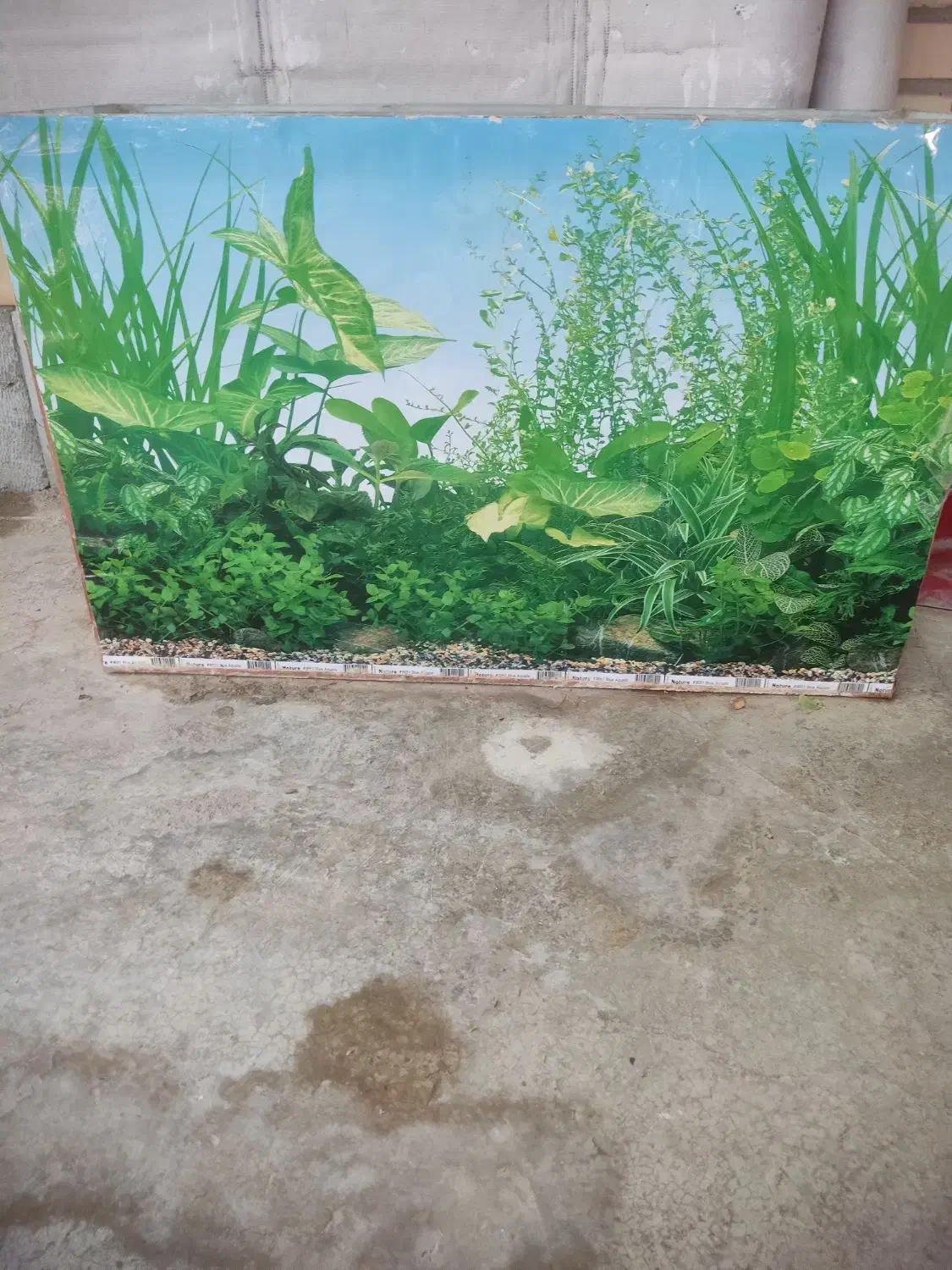 آکواریوم|ماهی|برازجان, |دیوار