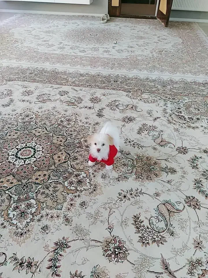 سگ دوست داشتنی و باهوش|سگ|مبارکه, |دیوار