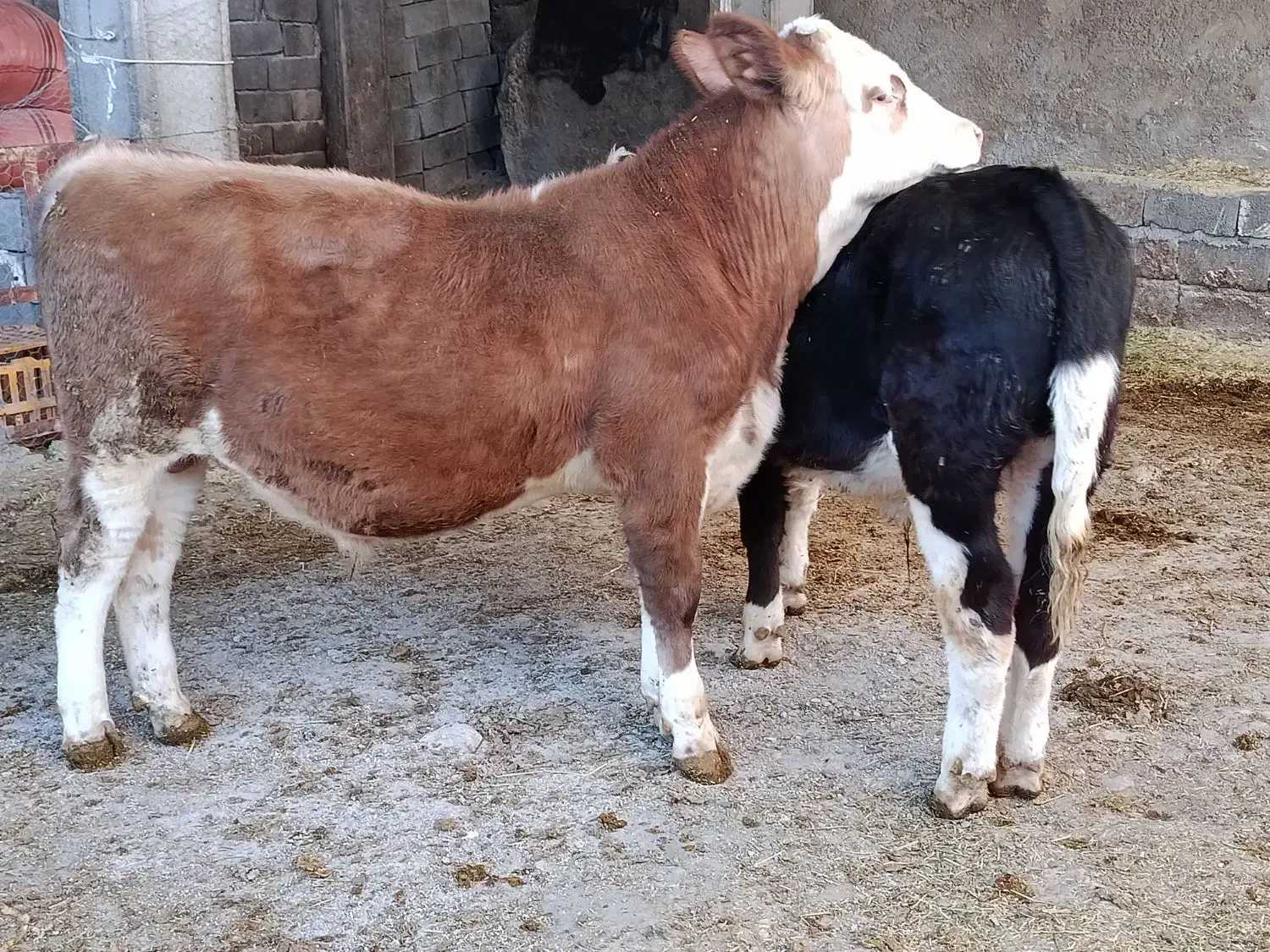 دوراس گوساله نر سیمینتال آنتیک آنتیک جنس بالا|حیوانات مزرعه|سیوان, |دیوار