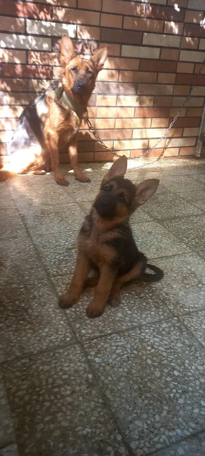 توله ۲ ماهه نر ژرمن|سگ|چهاردانگه (تهران), |دیوار