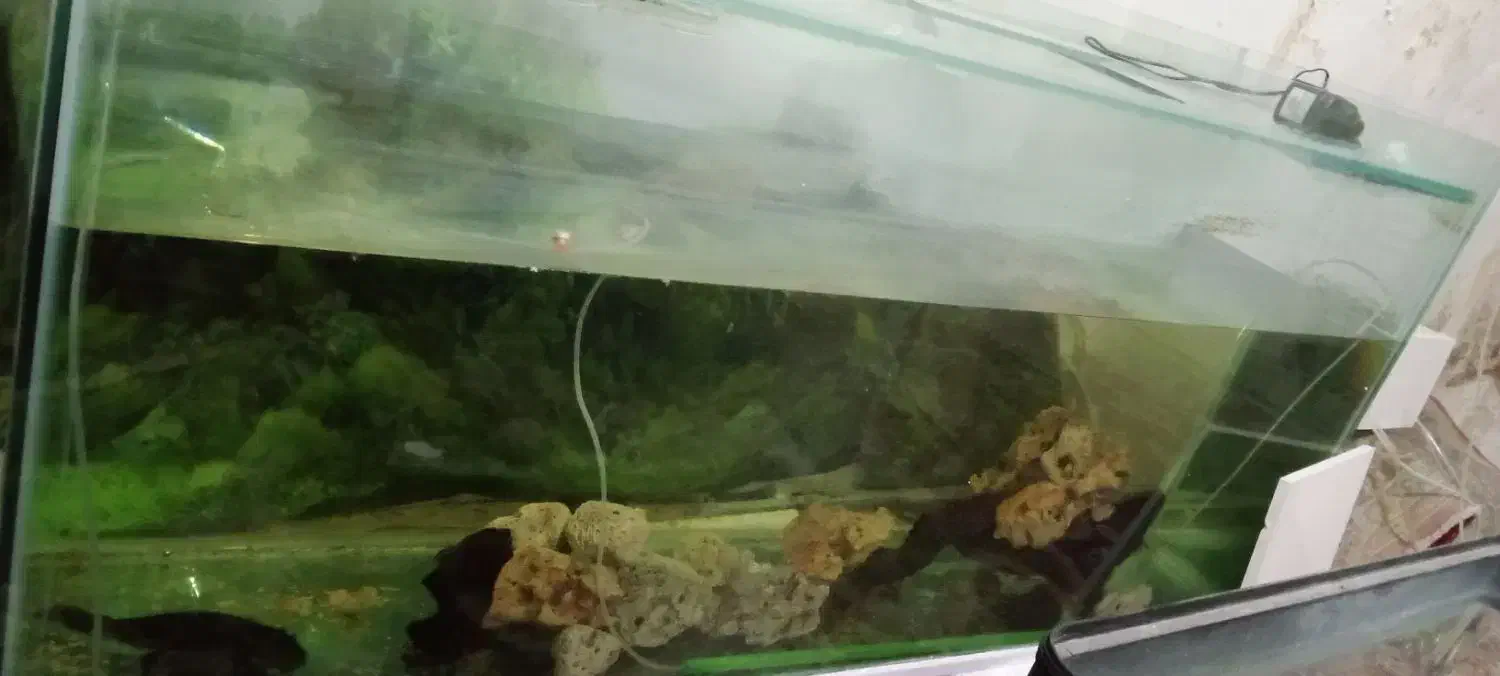 اکواریوم بزرگ|ماهی|خرمآباد, |دیوار