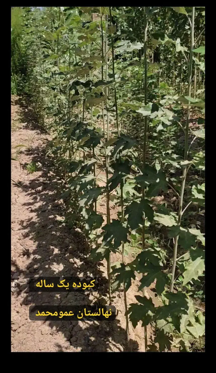 صنوبر نیگرا/ کبوده/ پسته بذری/|خدمات باغبانی و درختکاری|هشتگرد, هشتگرد قدیم|دیوار