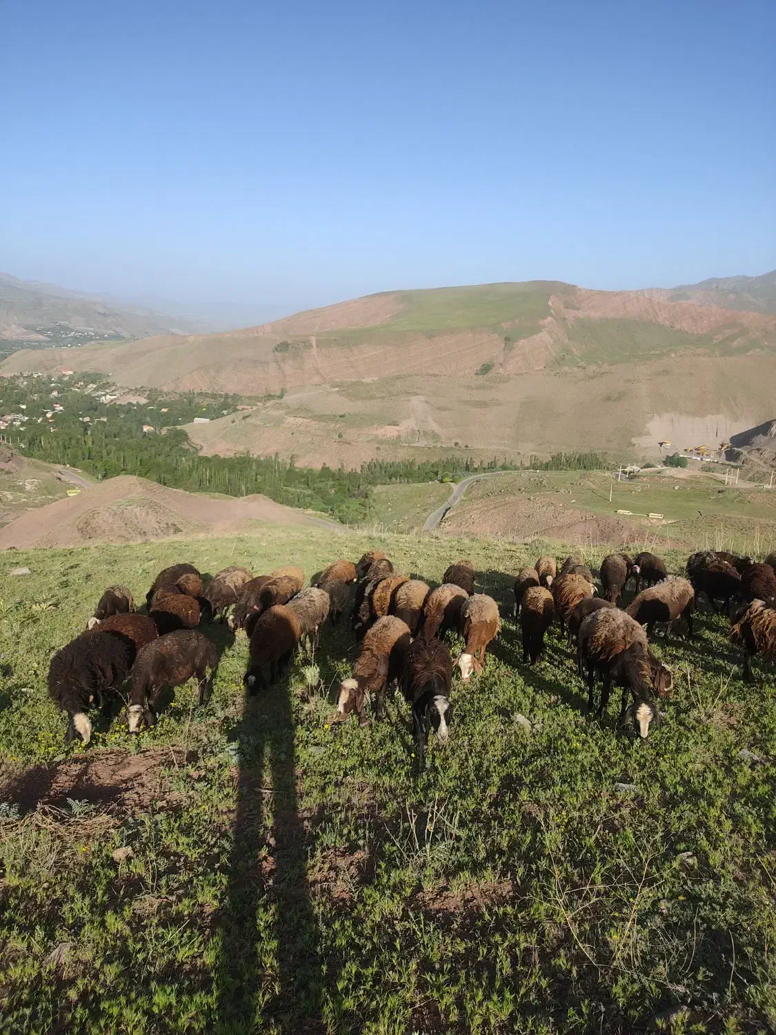 فروش میش آبستن|حیوانات مزرعه|طالقان, |دیوار