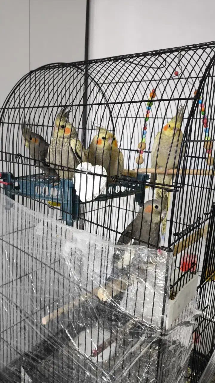 عروس هلندی|پرنده|اشتهارد, |دیوار