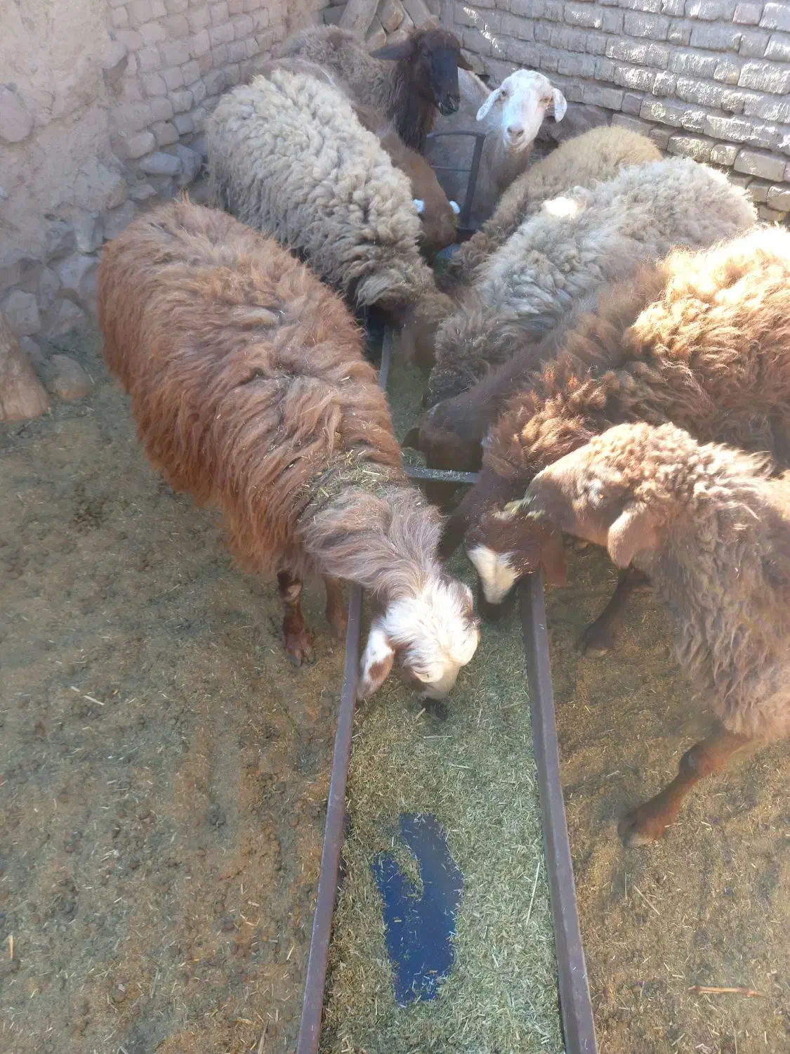 گوسفندشیشک|حیوانات مزرعه|سرولایت, |دیوار