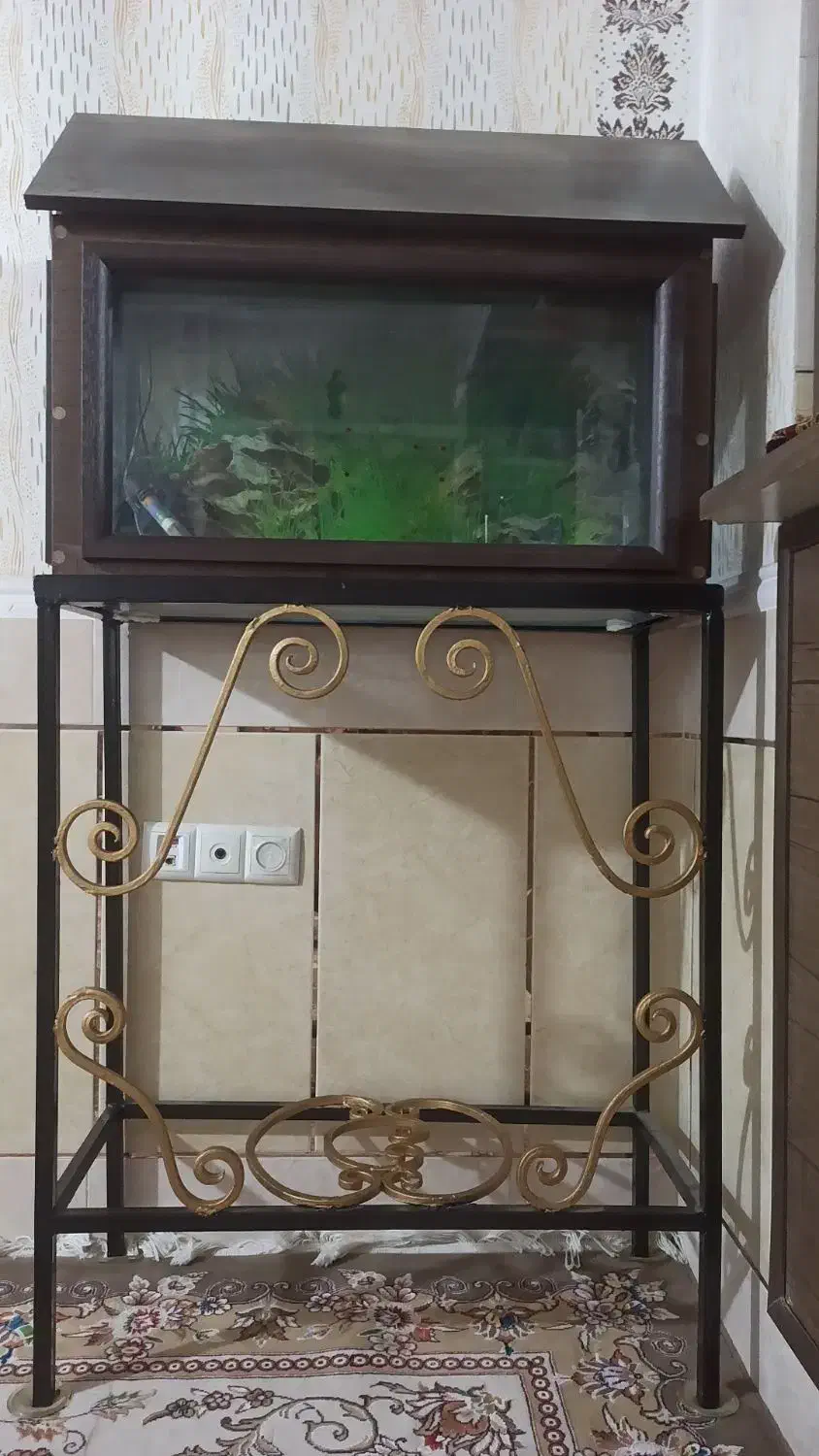 فروش آکواریوم|ماهی|یاسوج, |دیوار