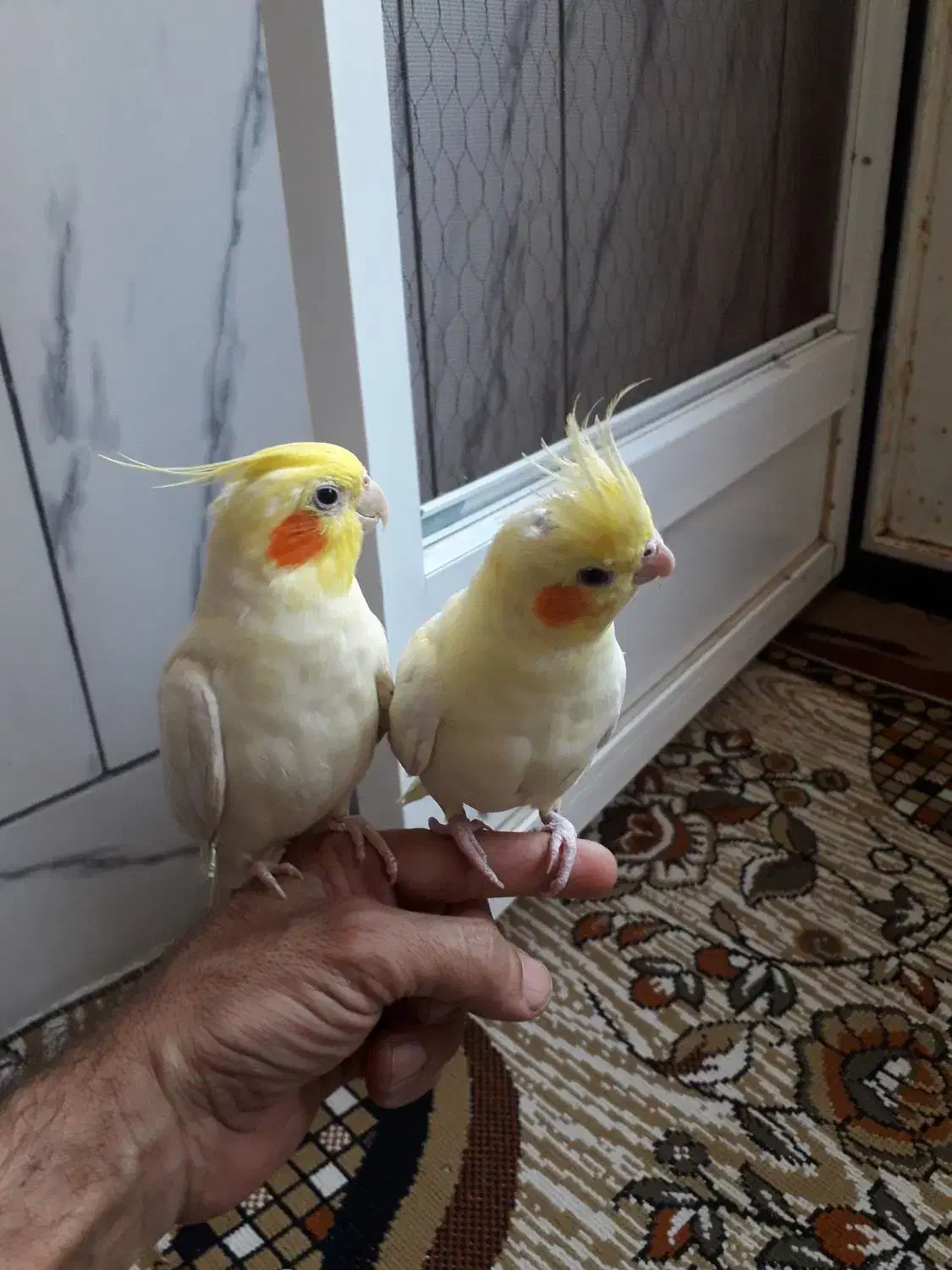 عروس هلندی|پرنده|بیرجند, |دیوار