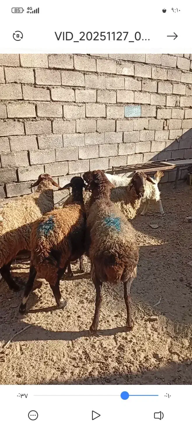 قیمت‌‌چفته‌35|حیوانات مزرعه|بوژگان, |دیوار