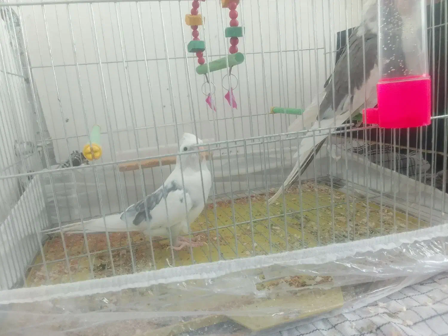 عروس هلندی|پرنده|بناب, |دیوار