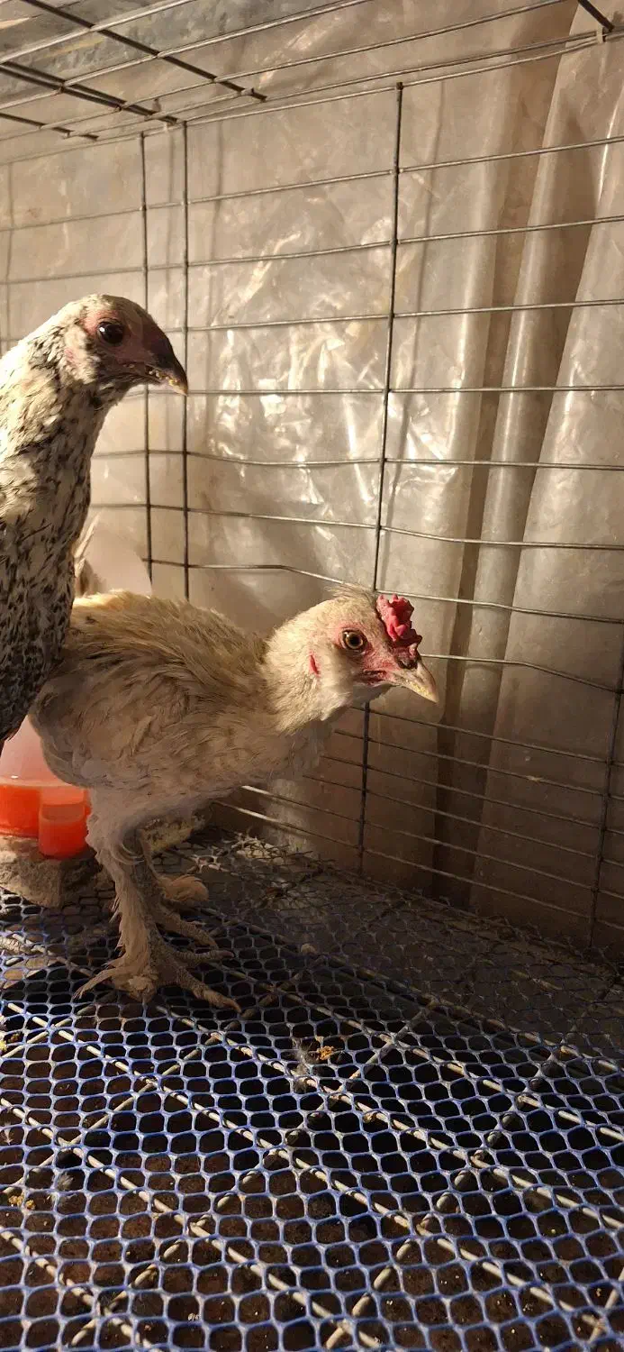 مرغ خروس|حیوانات مزرعه|تهران, افسریه شمالی|دیوار