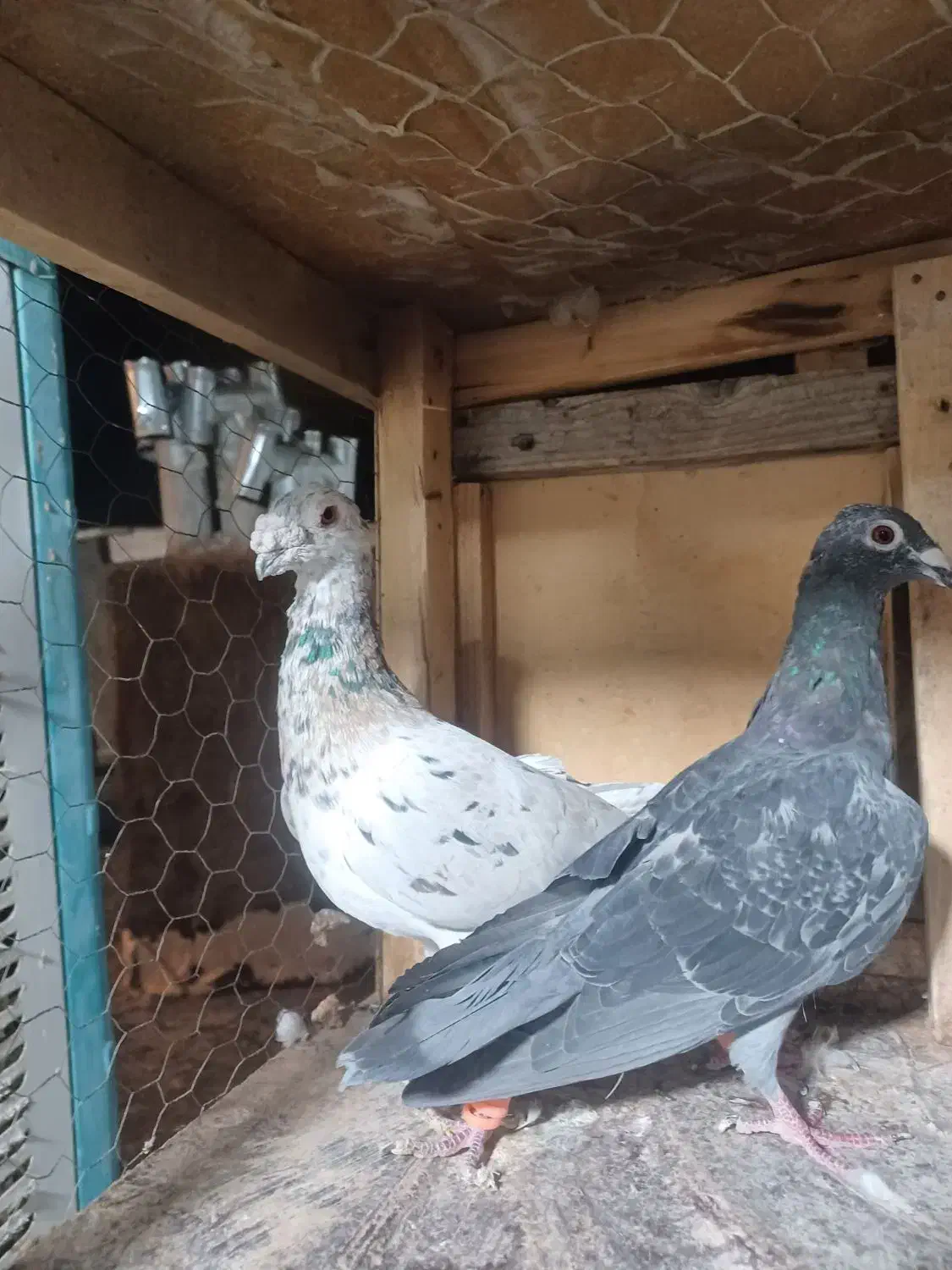 کبوتر درجه یک|پرنده|تربت جام, فاز ۲ فرهنگیان|دیوار