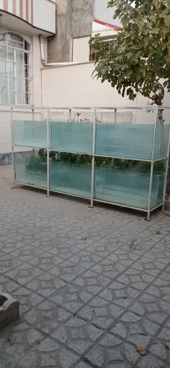 آکواریوم|ماهی|خوی, |دیوار