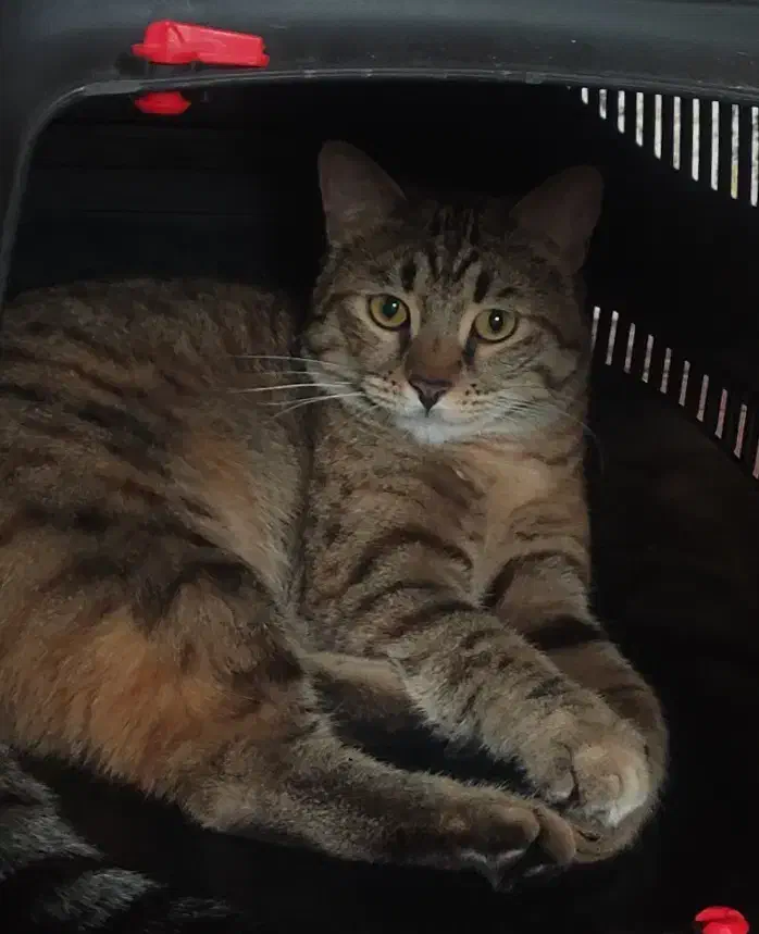 واگذاری گربه dhs|گربه|همدان, |دیوار