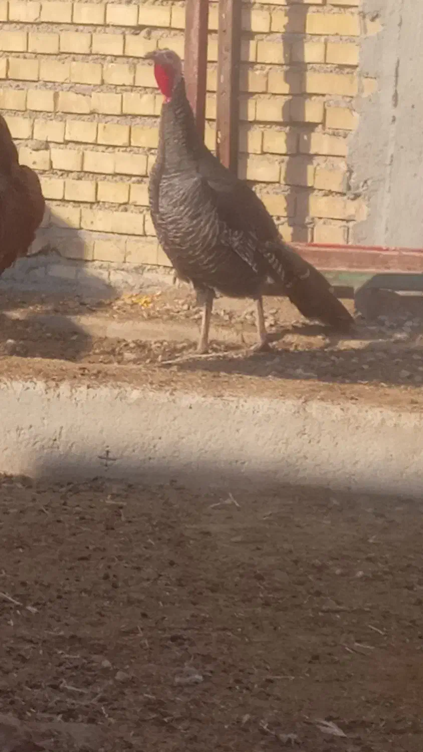 فروش یک جفت بقلمون تخم گزار|حیوانات مزرعه|بندر ماهشهر, |دیوار