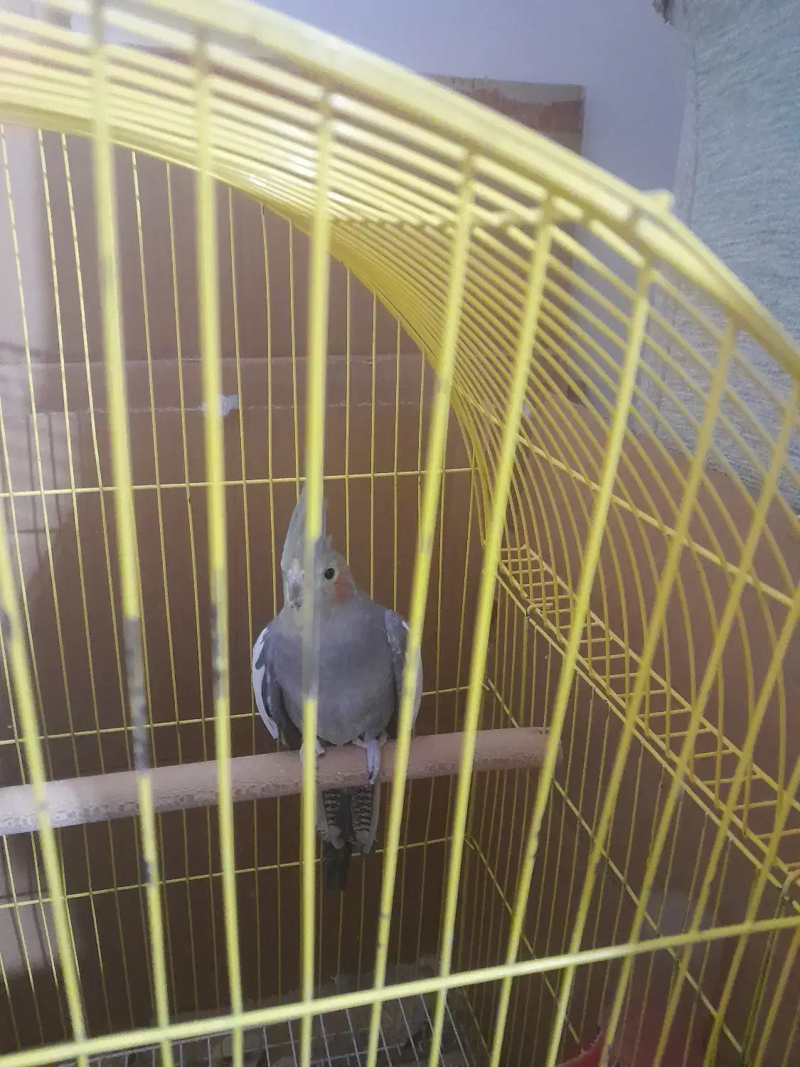 فروشی عروس هلندی|پرنده|سلماس, |دیوار