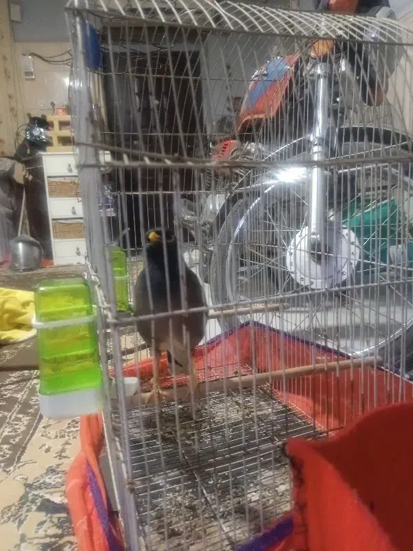 مینا|پرنده|اهواز, اسلام آباد غربی|دیوار