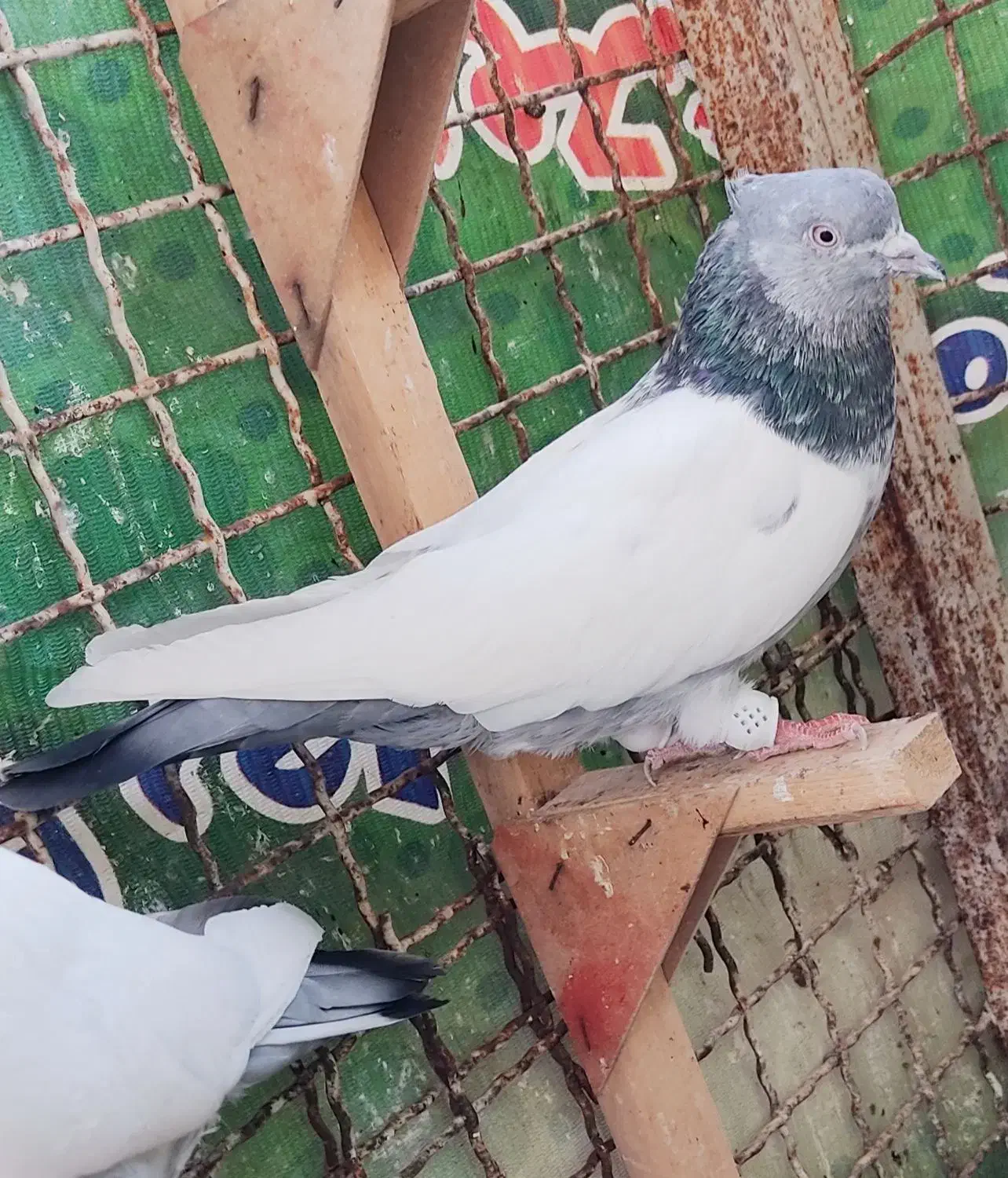 کفتر ماده سینه سربندی 3عدد|پرنده|شیراز, نیستان|دیوار