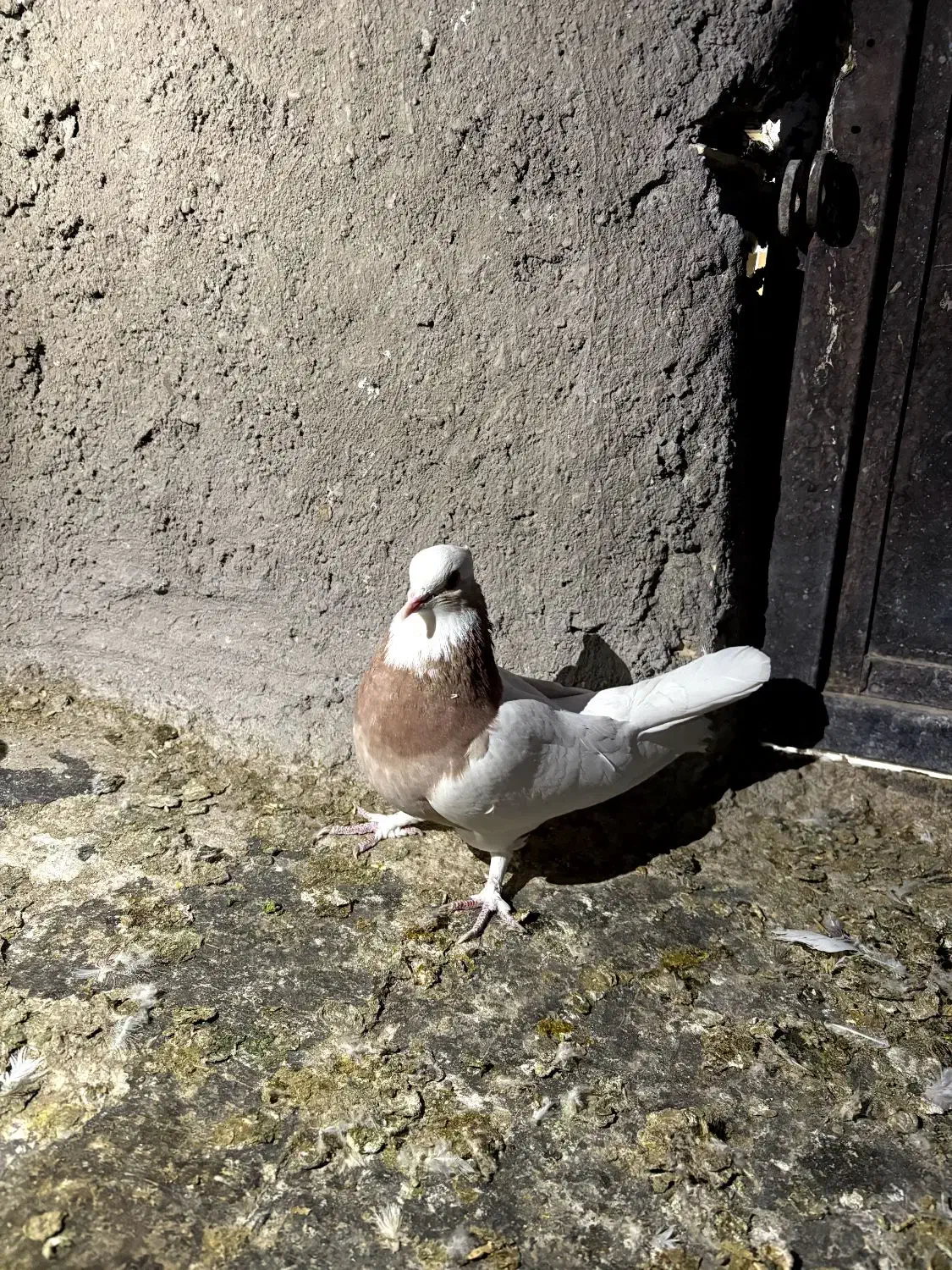 کله ای|پرنده|بم, |دیوار