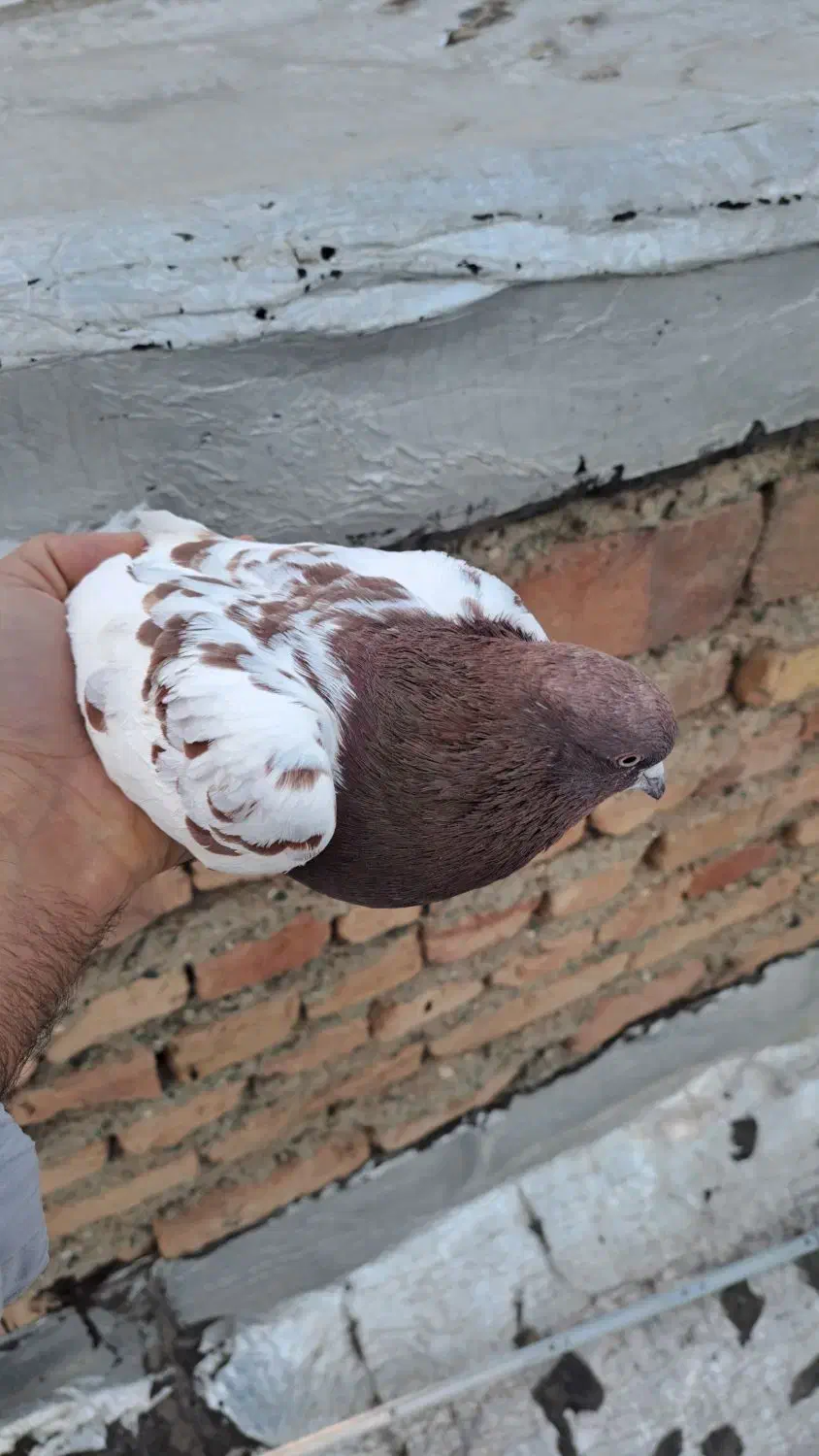 کبوتر|پرنده|سلماس, |دیوار