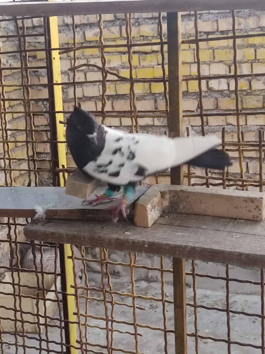 سینه سیاه|پرنده|خرمشهر, |دیوار