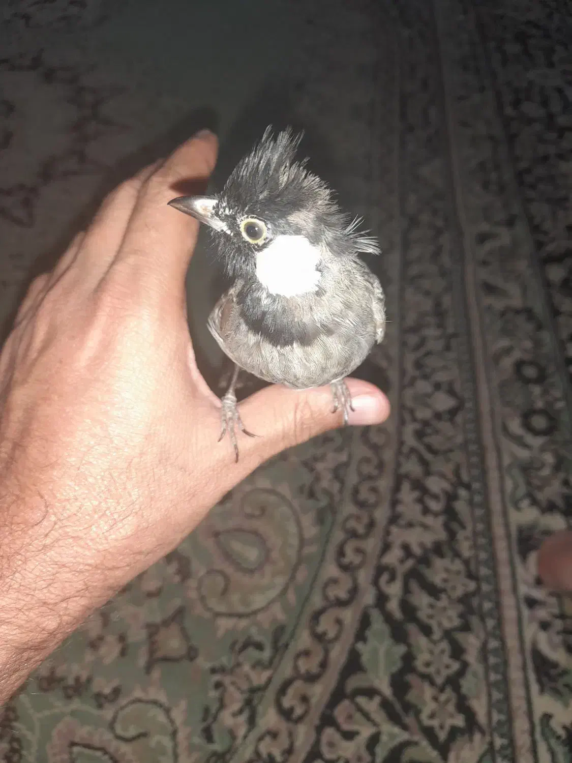 فنج دستی|پرنده|کارون, |دیوار