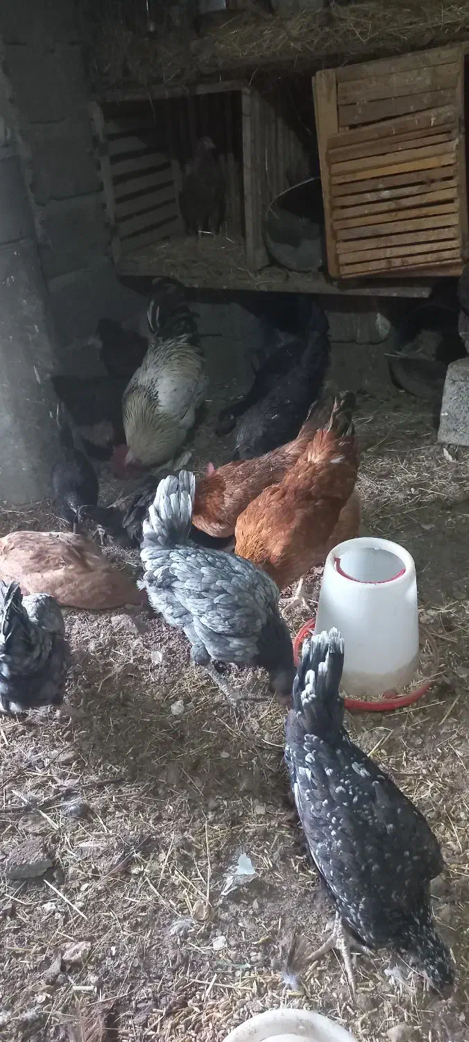 مرغ|حیوانات مزرعه|پاوه, |دیوار