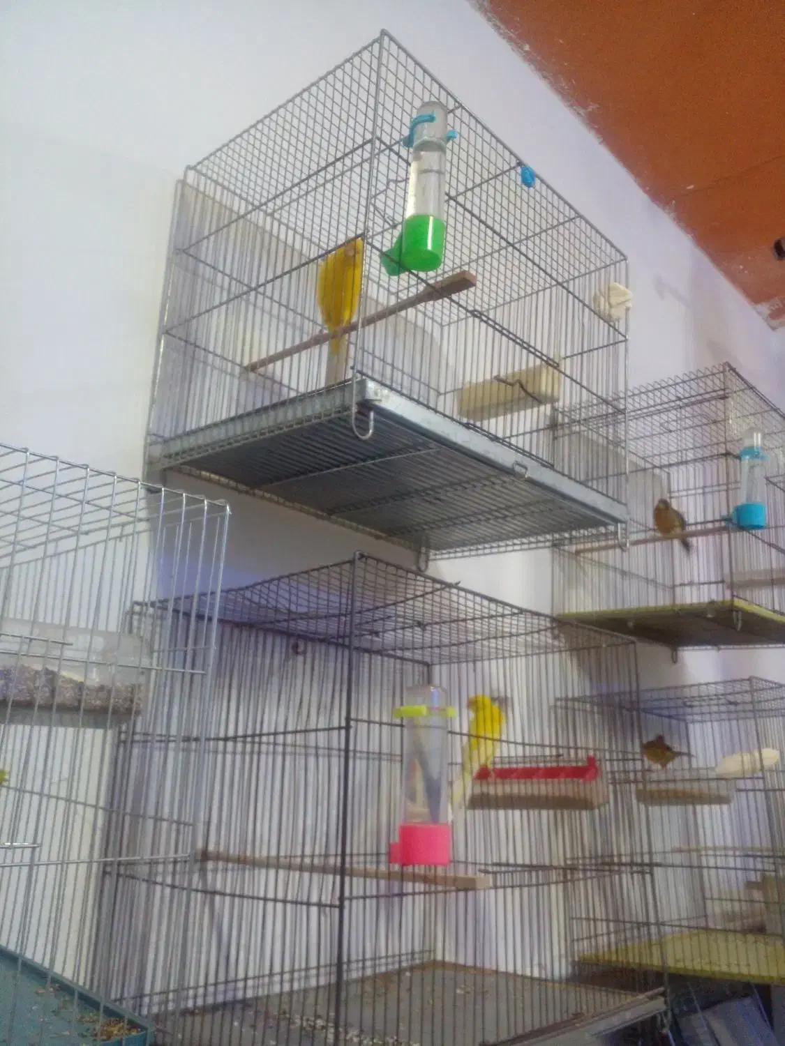 قناری|پرنده|شهریار, شهرک بهاران (ویره)|دیوار