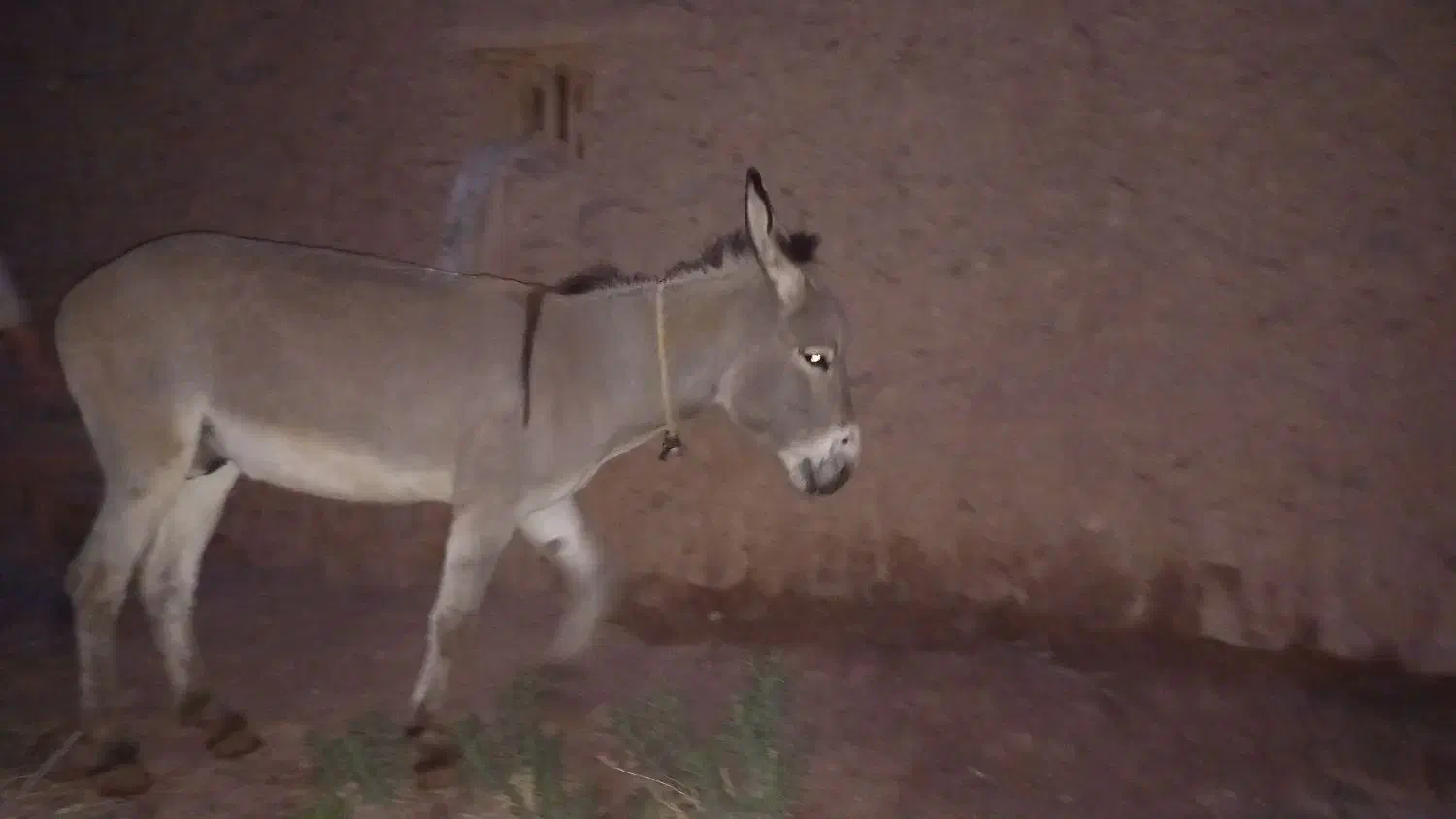 الاغ 6ساله|حیوانات مزرعه|تسوج, |دیوار