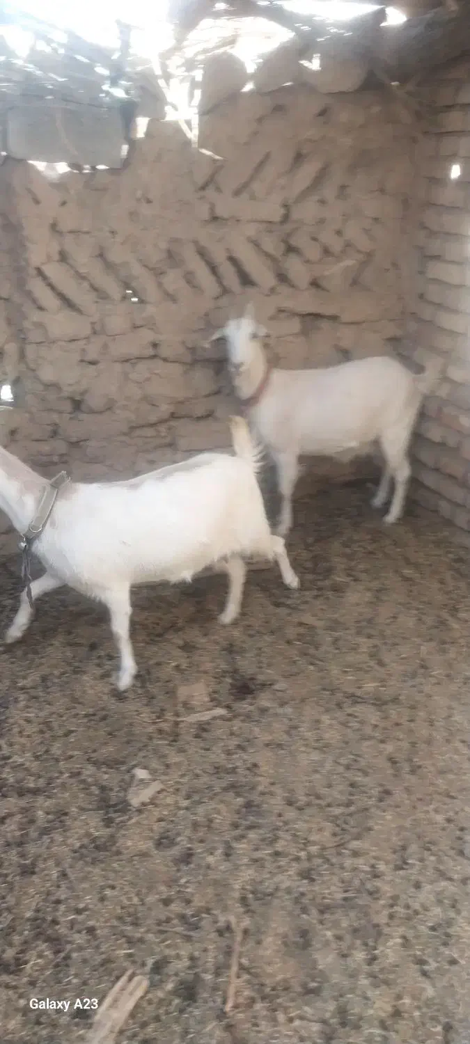 بزسانن فروشی|حیوانات مزرعه|قائن, |دیوار