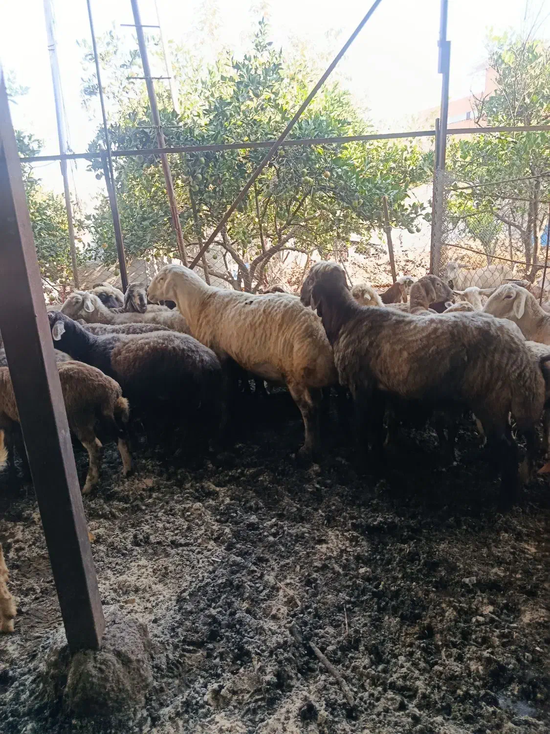 گوسفند نر قوچ|حیوانات مزرعه|آکند, |دیوار