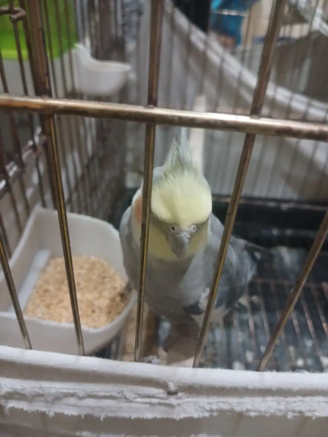 عروس هلندی|پرنده|تهران, شکیبا|دیوار