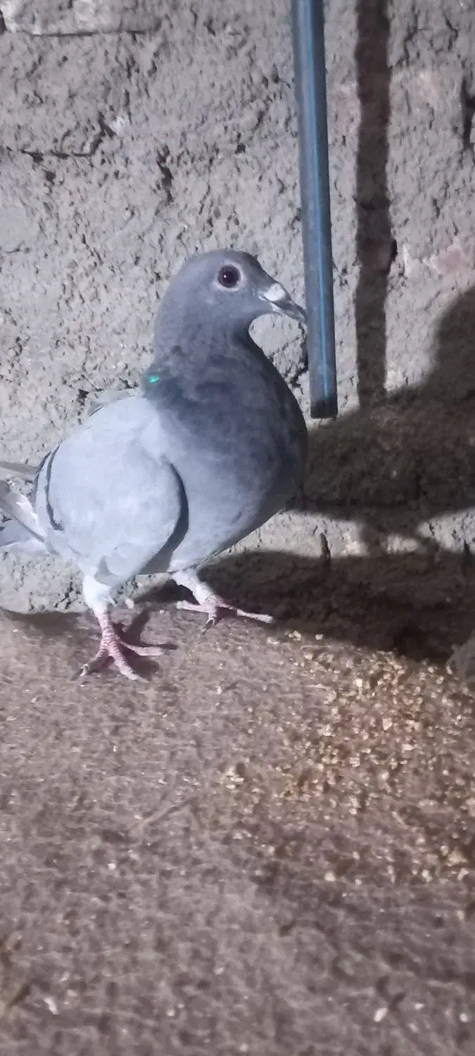 کبوتر|پرنده|نهبندان, |دیوار