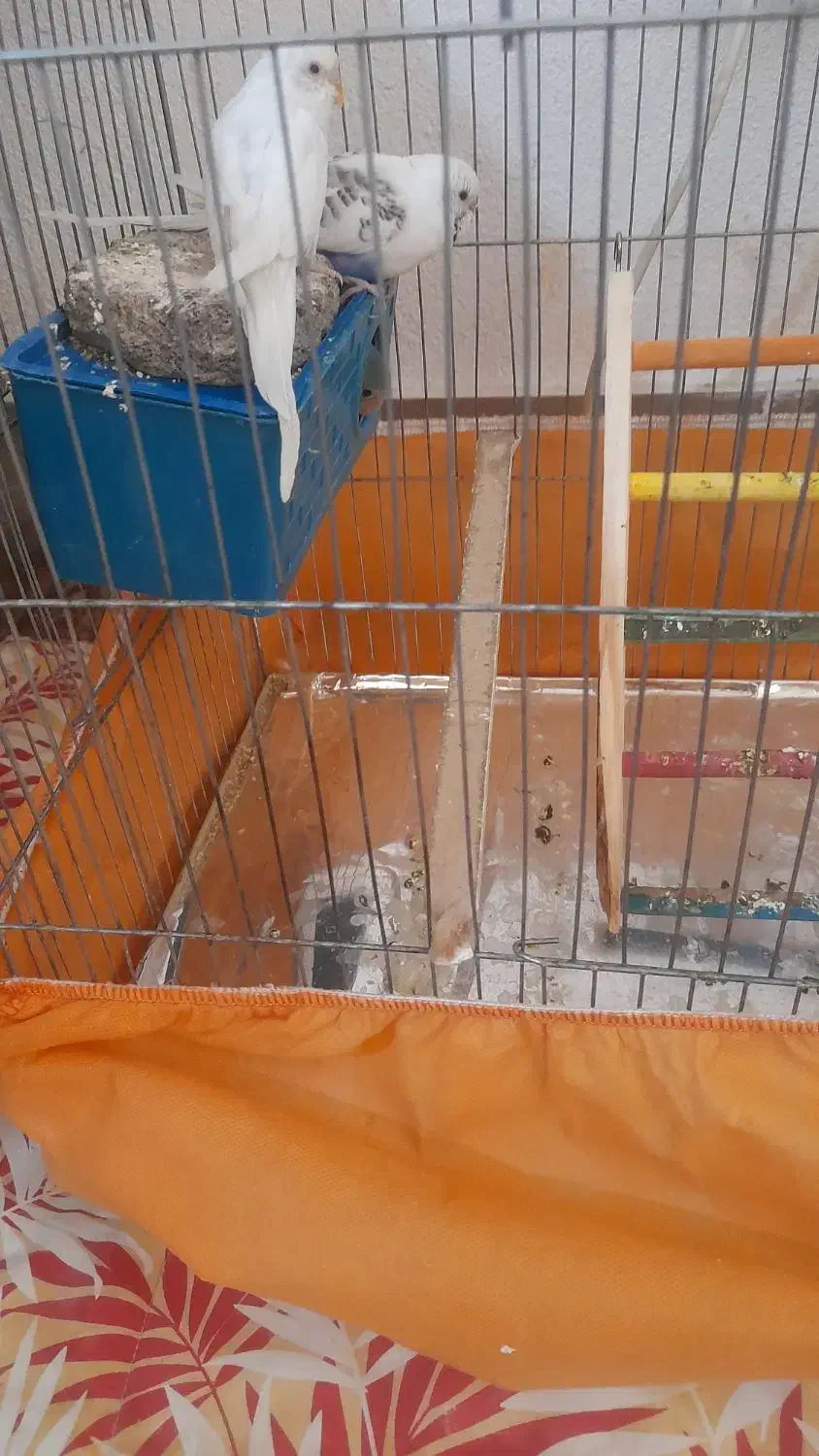 مرغ عشق|پرنده|قم, بنیاد|دیوار