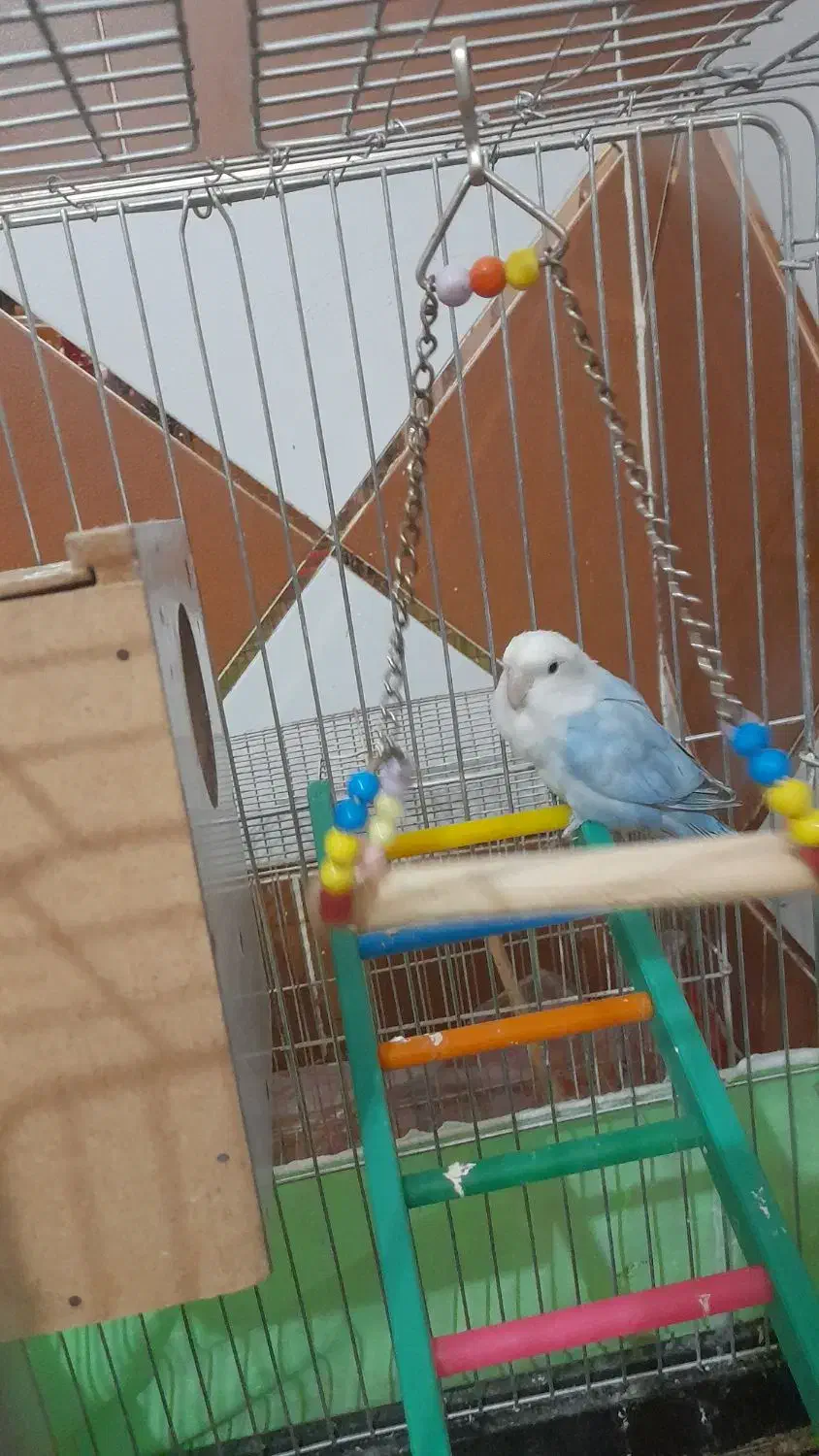 طوطی برزیلی ماده|پرنده|رامشیر, |دیوار