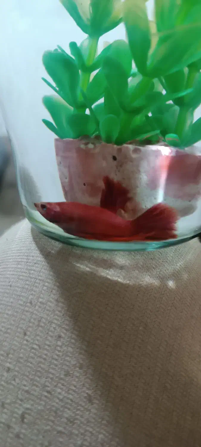 فایتر نر|ماهی|قیدار, |دیوار