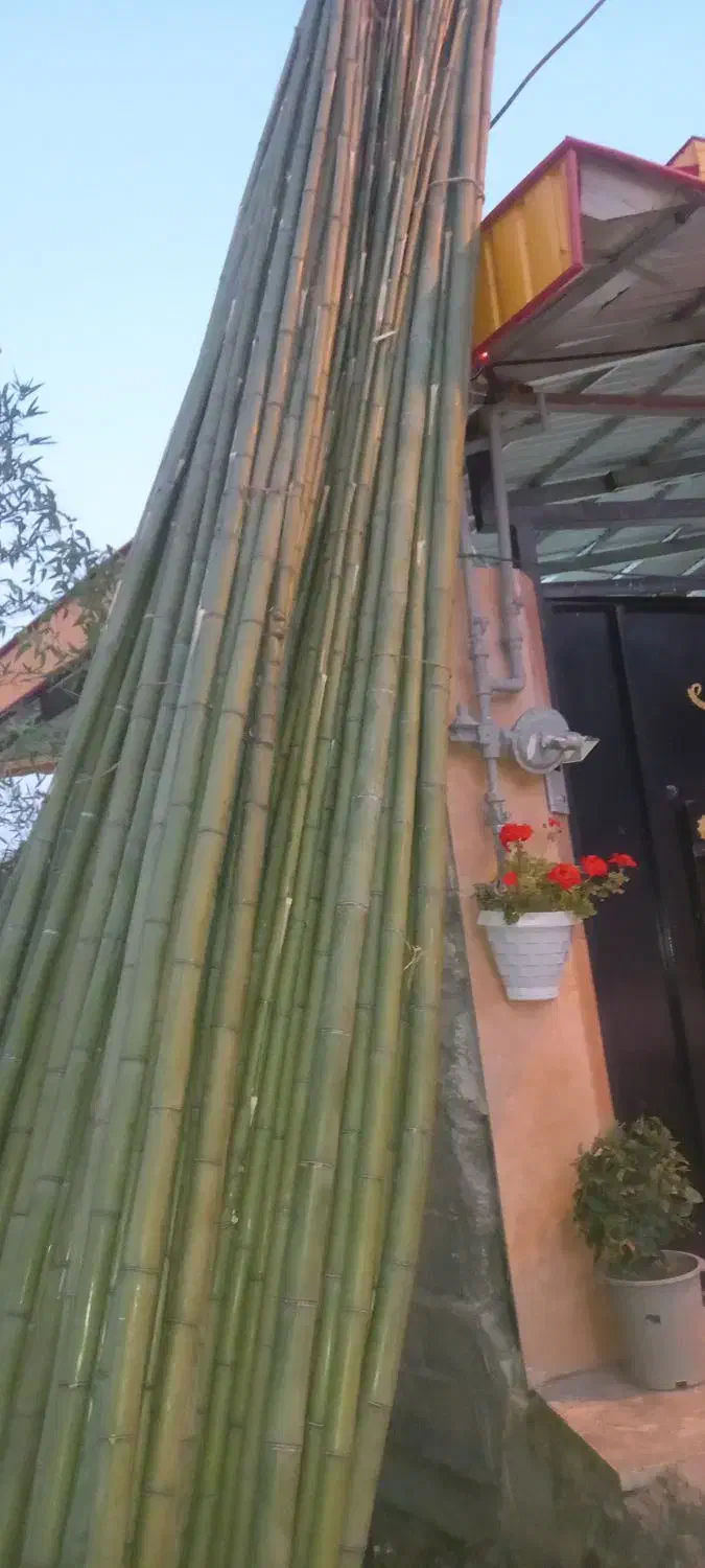 نی خیزران بامبو|گل و گیاه طبیعی|رحیمآباد, |دیوار