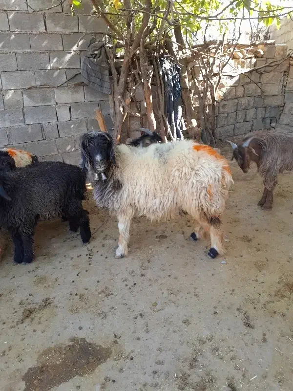 ۲۳ ملیون|حیوانات مزرعه|بازفت, |دیوار