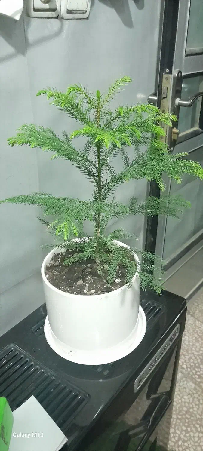 کاج مطبق هیدج ام|گل و گیاه طبیعی|خرمدره, |دیوار