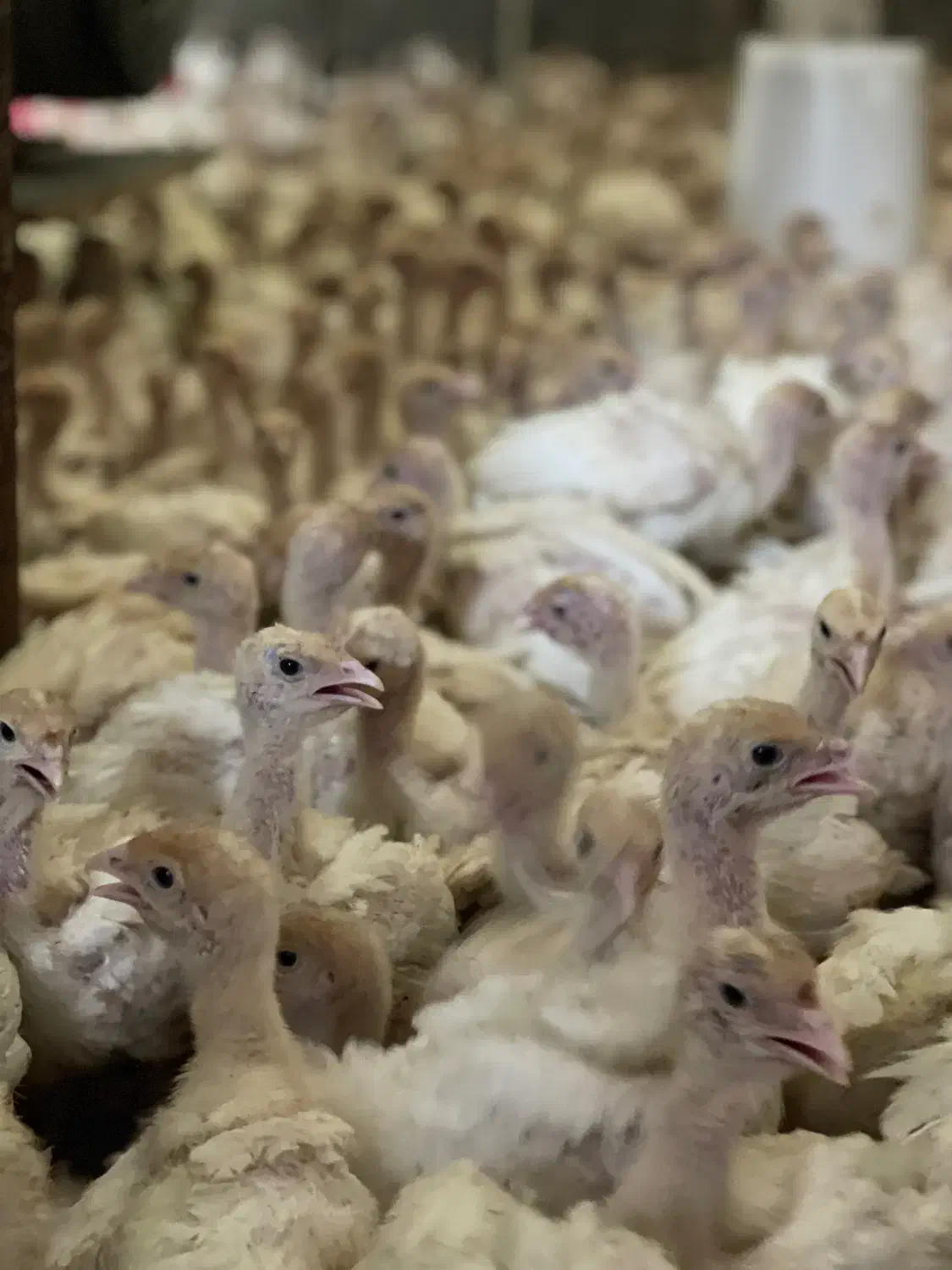 پروار بندی طیور|حیوانات مزرعه|اصفهان, شاهزاده ابراهیم|دیوار