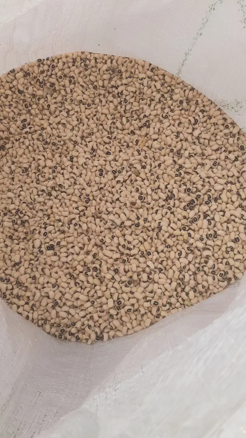 لوبیا چشم بلبلی درجه یک|خوردنی و آشامیدنی|شوشتر, |دیوار