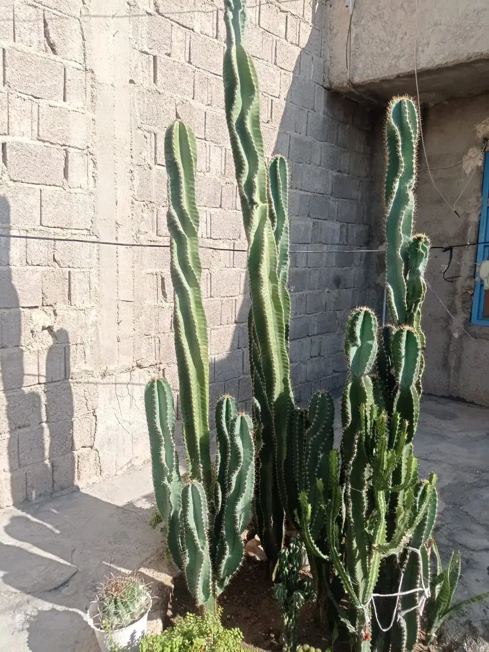 فروش کاکتوس سیب پرو بزرگ و خاص|گل و گیاه طبیعی|بندر دیر, |دیوار